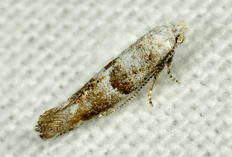 Yponomeutidae: Cedestis subfasciella